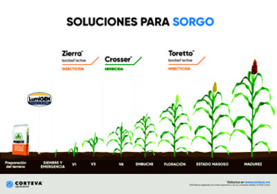 Fenología Sorgo México